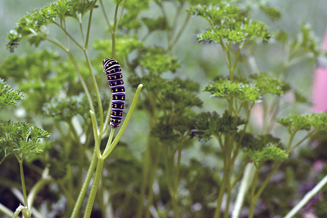 Parsley is a natural habitat for swallowtail butterfly caterpillars. (The Grow Network)