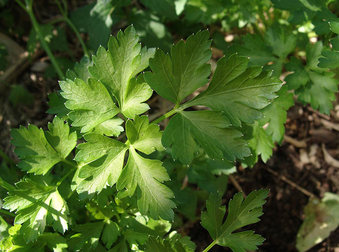 A few cautions about growing parsley (The Grow Network)