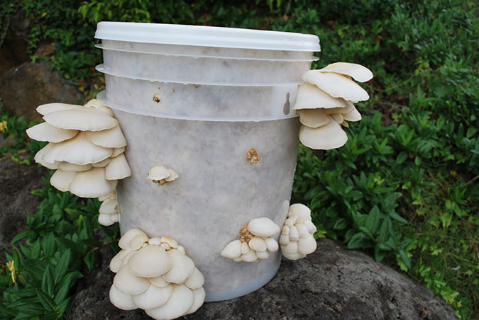 Uses for buckets on the homestead are plentiful -- including this idea for growing mushrooms. (The Grow Network) 