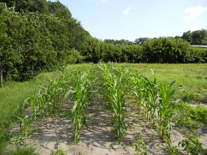 Corn in Sandy Soil