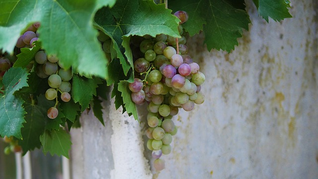 Grapes of Youth