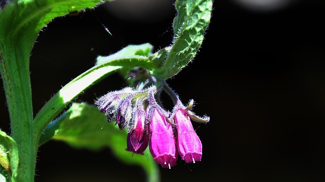 What Do Weeds Tell You? Comfrey