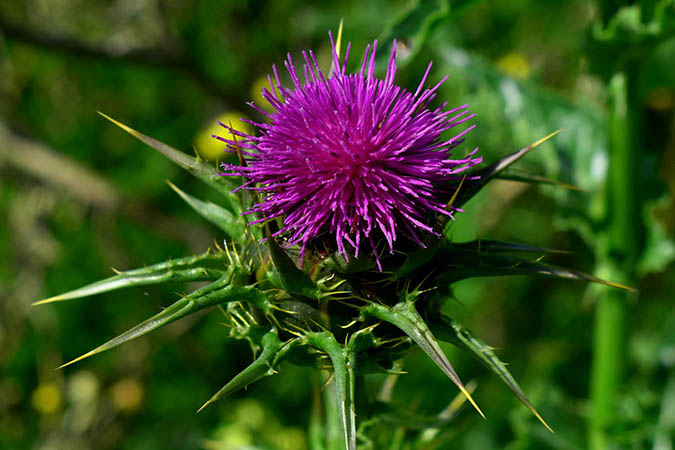 Like cleavers, milk thistle helps heal the liver. (The Grow Network)