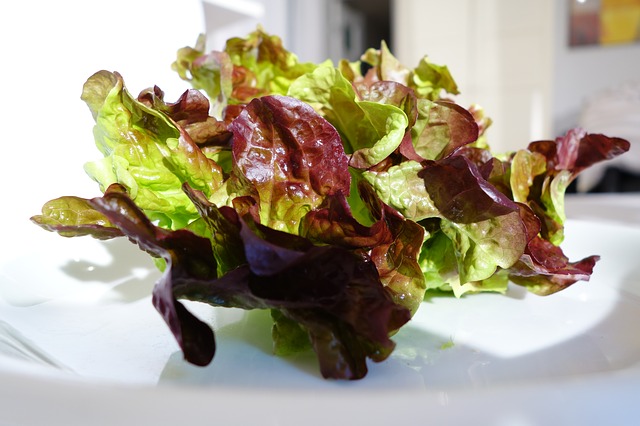 Oak Leaf Lettuce Heat Resistant Drought Resistant