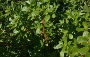 purslane