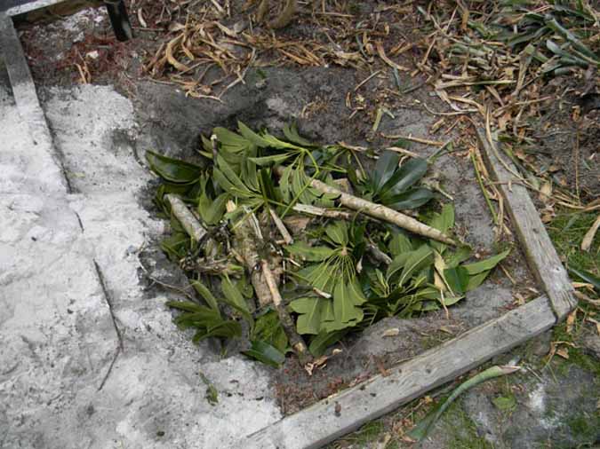 SchefeeleraHugelkultur - - Composting Storm Debris - 6