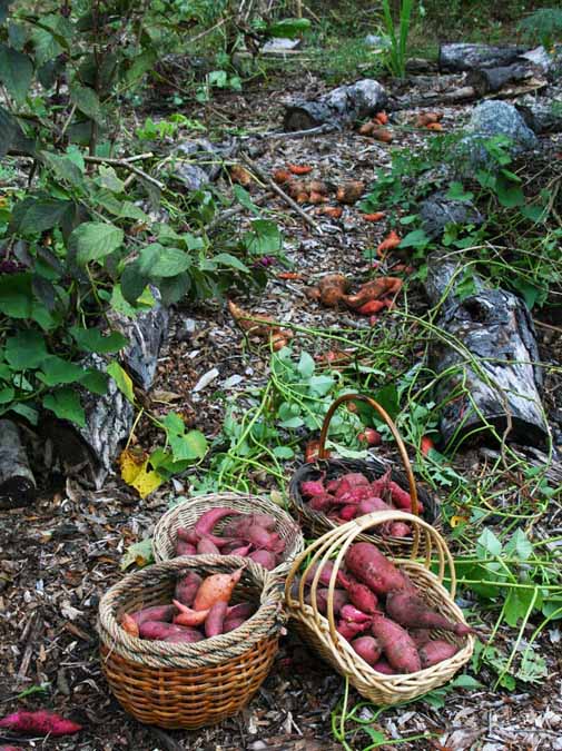 SweetPotatoes8 - - Composting Storm Debris - 3