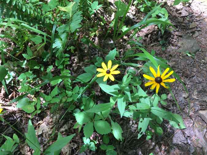 Survival Foraging - Ozark Highlands Trail - 10