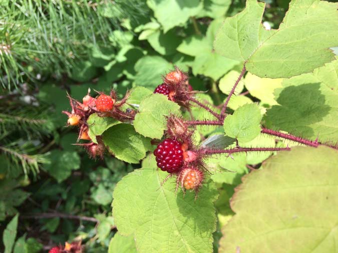 Survival Foraging - Ozark Highlands Trail - 15