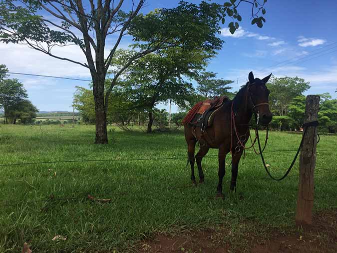 Terras Caipora - Horse