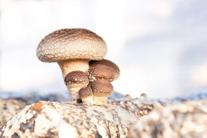 Growing Edible Mushrooms