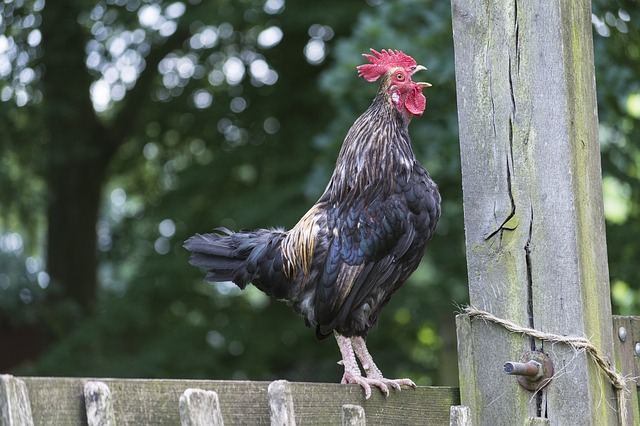4 Novel Ways to Feed Chickens for (Almost) Free