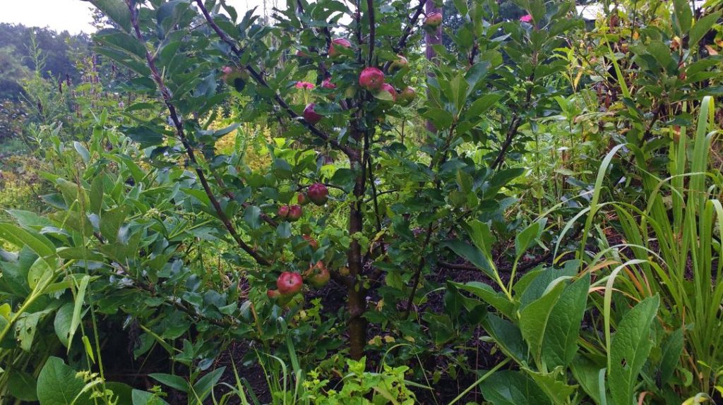 Planting_Fruit_Trees_In_Fall-The_Grow_Network