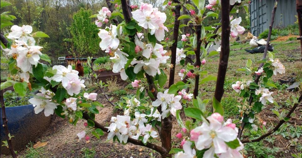 Planting_Fruit_Trees_In_Fall-The_Grow_Network