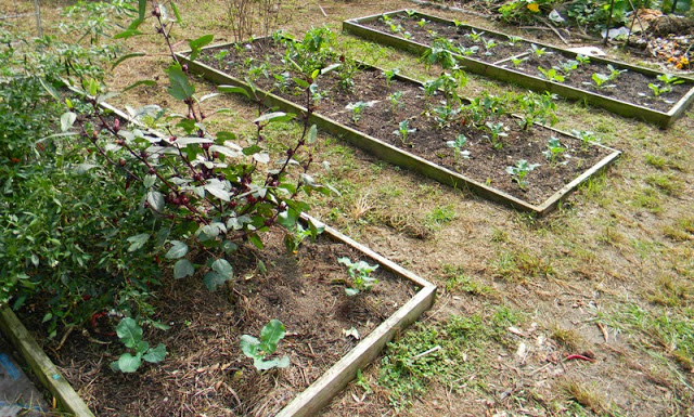 Easy Raised Beds
