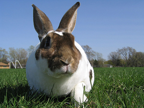 Raising Meat Rabbits Certification