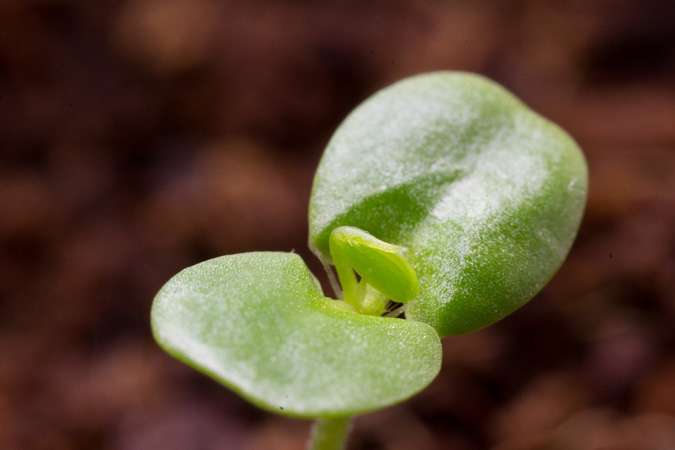 What Does Perennial Mean? Botanical Terms - Dicot