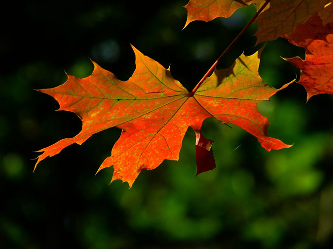 What Does Perennial Mean? Botanical Terms - Leaf