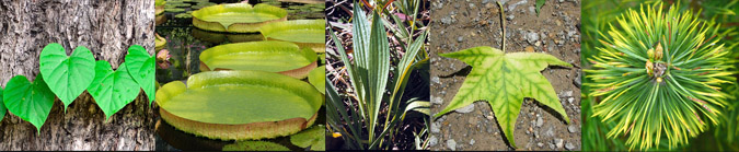 What Does Perennial Mean? Botanical Terms - Leaf Shape