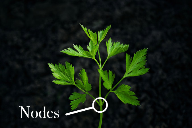 What Does Perennial Mean? Botanical Terms - Node