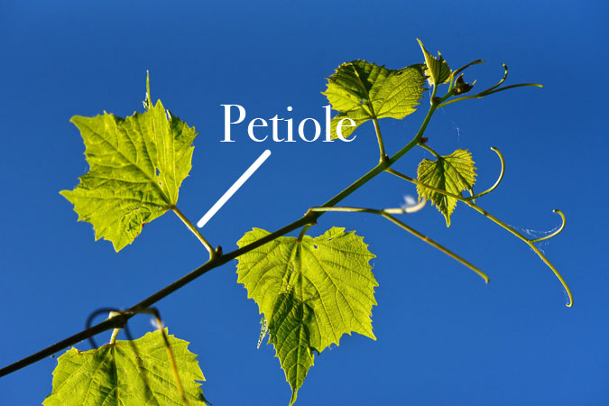 What Does Perennial Mean? Botanical Terms - Petiole