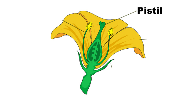 What Does Perennial Mean? Botanical Terms - Pistil