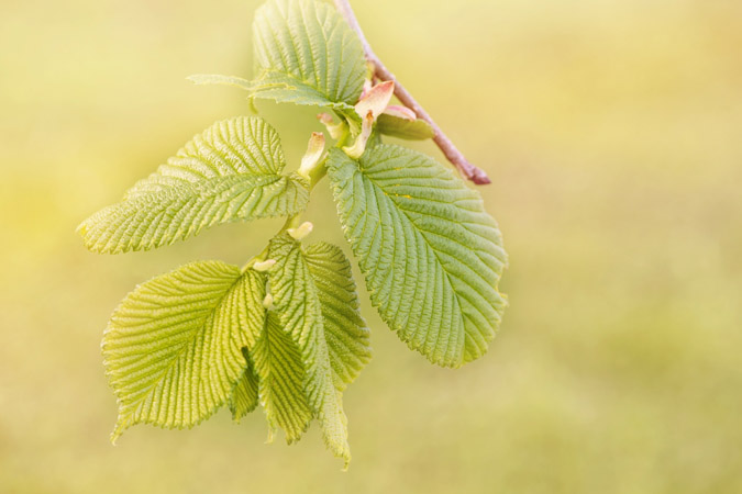 What Does Perennial Mean? Botanical Terms - Alternate