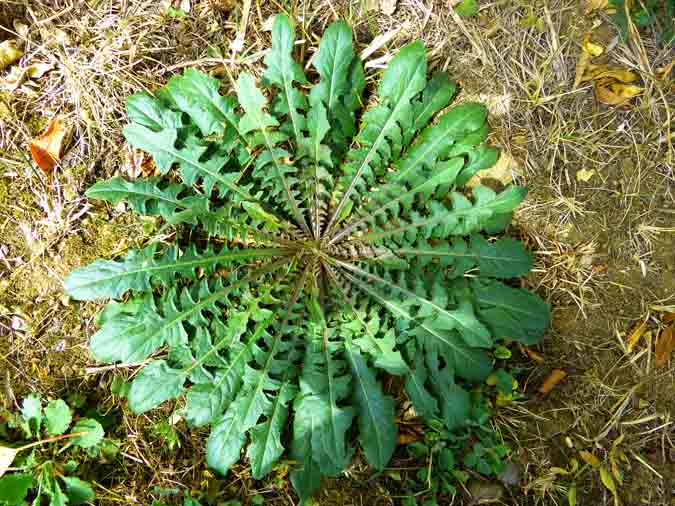 What Does Perennial Mean? Botanical Terms - Rosette