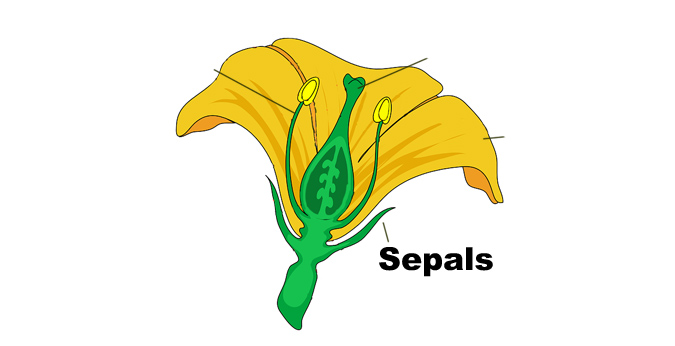 What Does Perennial Mean? Botanical Terms - Sepals