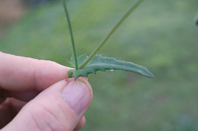 What Does Perennial Mean? Botanical Terms - Sessile