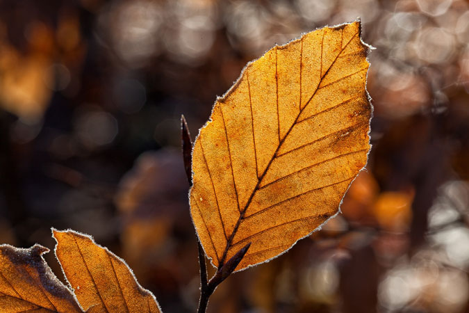 What Does Perennial Mean? Botanical Terms - Simple Leaf