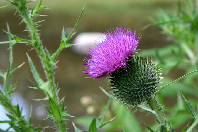 What Does Perennial Mean? Botanical Terms - Spiny