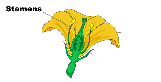 What Does Perennial Mean? Botanical Terms