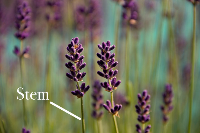 What Does Perennial Mean? Botanical Terms - Stem