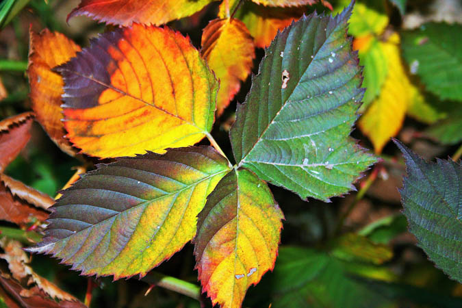 What Does Perennial Mean? Botanical Terms- Toothy