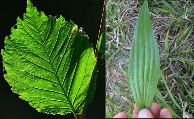 What Does Perennial Mean? Botanical Terms- Venation