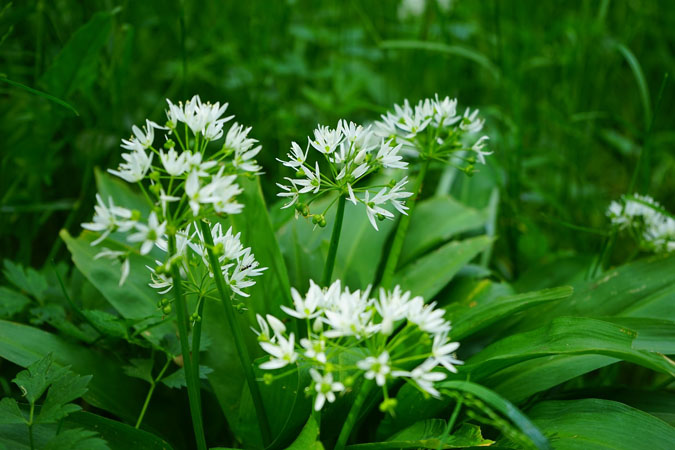 Top 10 Most Dangerous Plant Look-alikes - Plants That Aren't Onion/Garlic