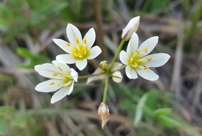 Top 10 Most Dangerous Plant Look-alikes