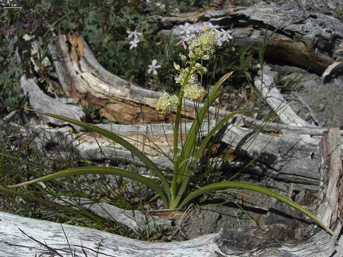 Top 10 Most Dangerous Plant Look-alikes