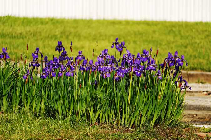 Young cattails are a dangerous plant look-alike for young irises. Be careful and forage safely! (The Grow Network)