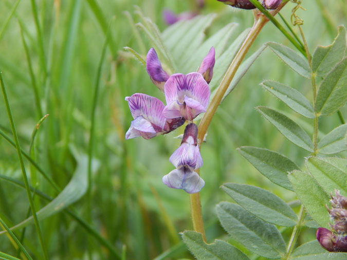 When considering dangerous plant look-alikes, pay special attention to the pea family. (The Grow Network) 