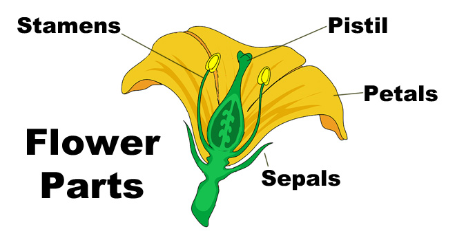 Top 10 Most Dangerous Plant Look-alikes