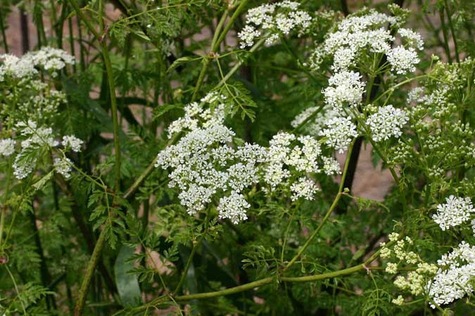 Top 10 Most Dangerous Plant Look-alikes - Hemlock (The Grow Network)