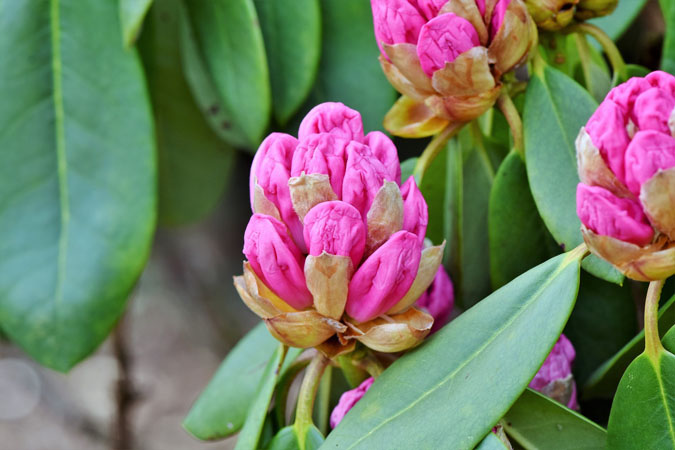 Top 10 Dangerous Plant Look-alikes - Don't confuse rhododendron leaves with bay leaves. (The Grow Network)