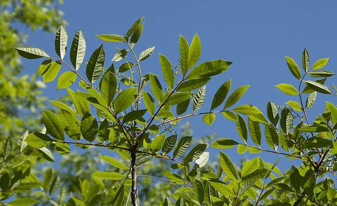 Top 10 Most Dangerous Plant Look-alikes - Poison Sumac