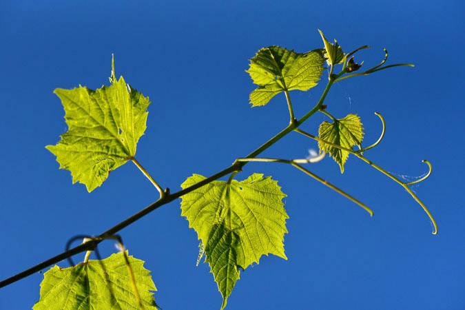 Top 10 Most Dangerous Plant Look-alikes