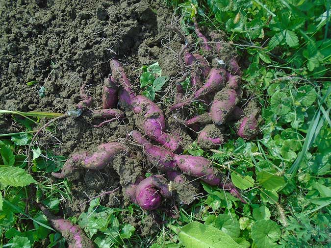 Water, mulch, and weed your sweet potato plants with TLC until they become established. (The Grow Network)