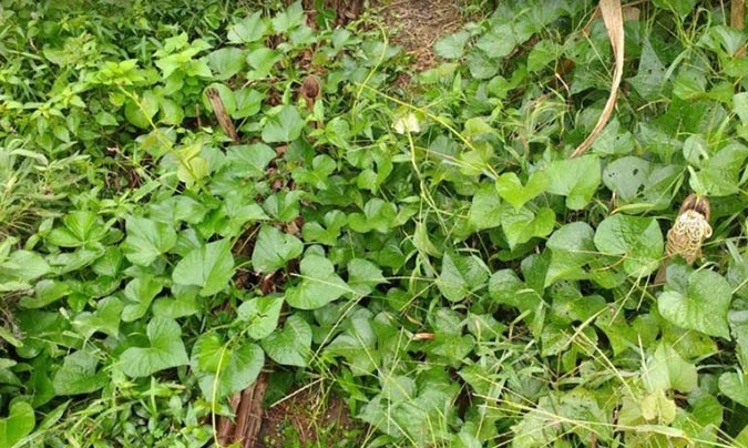 Like other members of the morning glory family, sweet potato vine can become invasive if left unharvested. (The Grow Network)