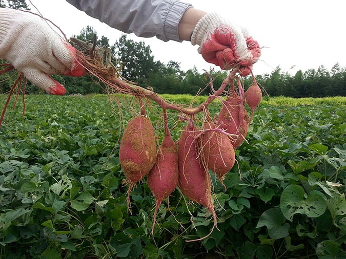 When you grow sweet potato plants for the root, take care not to overharvest the leaves. (The Grow Network)