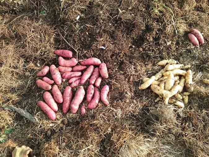 Planting Potatoes in Fall